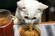 猫咪可以吃面包吗咸的,猫咪可以吃面条不