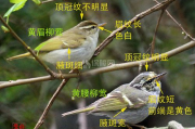 树莺鸟的叫声视频,树莺和柳莺的区别