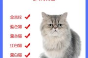 波斯猫价格表,波斯猫价格及图片大全