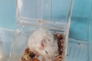 揭秘仓鼠打架的起因(阐述仓鼠打架中实力悬殊的应对策略)
