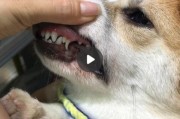 柯基换牙期要注意什么？换牙期护理全攻略，赶紧收藏！