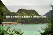 狗狗上沙发的后果是什么（教你如何应对）