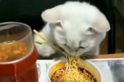 猫可不可以吃面条,猫猫能吃面条吗