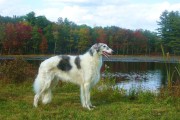 苏俄猎狼犬：追风猎手，优雅与力量的完美融合,苏俄猎狼犬：奔跑的艺术家，令人惊叹的优雅与速度