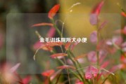 金毛训练厕所大小便