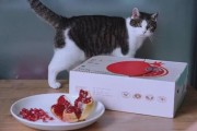 猫猫能吃石榴吗,猫能吃石榴吗有毒吗