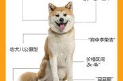 秋田犬性格特点及智商排名,秋田犬性格多大定型