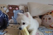狗狗能吃花生吗(狗狗吃花生应避免这5个陷阱)