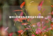 猫可以吃黄瓜吗(吃黄瓜会不会中毒)