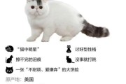 加菲猫是什么品种配出来的,加菲猫是什么品种的吗