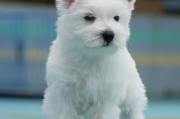 西高地犬价格判断方法,西高地犬价格纯种