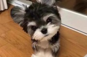 纯种雪纳瑞犬的特点,纯种雪纳瑞犬图片大全