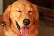 狗狗能吃桑葚吗金毛(狗狗能吃桑葚吗会死吗)