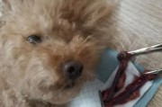 小狗绝育多少钱正常,公犬有必要做绝育吗