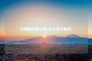 小狗能吃柿子吗(让小狗不能吃)