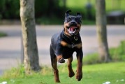 罗威纳犬价格,圣伯纳犬价格图片