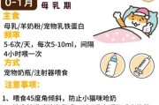 猫咪吃什么下奶快,小猫可以喝什么奶应急