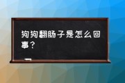 狗换肠子是咋回事,翻肠子的狗怎么样能活下来