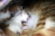 猫猫踩奶流口水正常吗,猫猫踩奶时候发出咕噜咕噜声