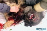藏獒吃主人 咬人,藏獒吃主人是真的吗