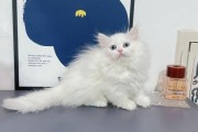 白色蓝眼睛猫是啥品种腿长,白色蓝眼睛猫是啥品种长毛