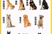 想养一只护主的狗？十大最护主的狗给你推荐！