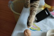 猫能吃核桃么,猫能否吃核桃