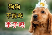 狗可以吃李子吗为什么,狗子能吃李子不