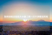 如何训练吉娃娃大小便（养一只干净整洁的宠物犬）