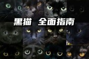 黑猫起名带幸运的名字,黑猫起名字不带黑字