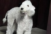 贝灵顿梗犬图片多少钱一只,贝灵顿梗凶猛吗