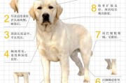 拉布拉多犬的颜色有几种(拉布拉多犬的颜色分几种)