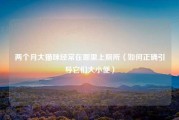两个月大猫咪经常在哪里上厕所（如何正确引导它们大小便）