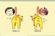猫能生几只小猫崽,怎么判断母猫要生了