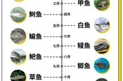 养鱼几天喂一次鱼食,养鱼几天喂一次最好