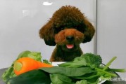 狗狗可以吃菠菜吗生的,狗狗可以长期吃的蔬菜