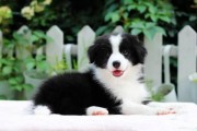 哪里有卖边境牧羊犬狗的,哪里有卖边境牧羊犬的