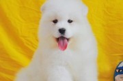 纯种萨摩耶是什么颜色(纯种萨摩耶多少钱一只)