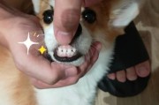 小狗几个月换牙齿,小狗几个月换牙几个月脱毛