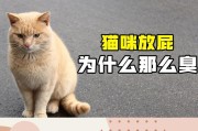 猫放屁没声音但是很臭,猫放屁很臭正常吗