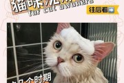 小猫能不能洗澡,幼猫什么时候能洗澡