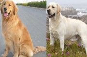 金毛好还是拉布拉多好,金毛是大型犬吗可以养吗