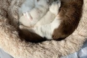 小猫几天断奶睁眼(小猫几天断奶可以养)