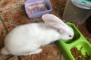 宠物兔能吃猫粮吗,兔子吃猫粮吗会死吗