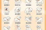 比熊鼻子褪色怎么办？分析原因并提供解决方案