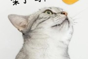 猫咪能吃梨吗0,猫可以吃梨么