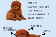 泰迪能吃葡萄吗 泰迪可不可以吃葡萄,泰迪吃葡萄吗会怎么样