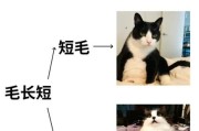 奶牛猫是什么品种杂交,奶牛猫多少钱一只