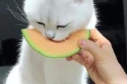 猫咪能吃哈密瓜吗,猫咪能吃哈密瓜吗有毒吗