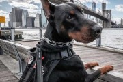 杜宾犬打架到底多可怕,杜宾犬打架排第几